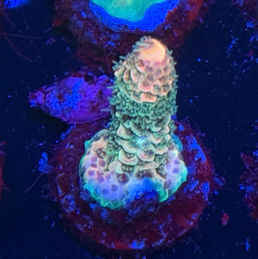 K’s Pina Colada #2