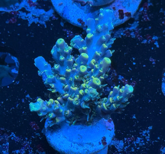 K’corals Area 51