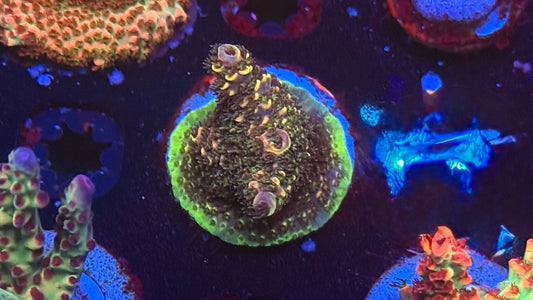 K'Corals Oppenheimer
