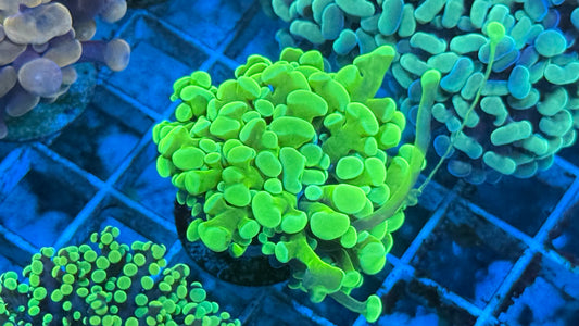 Nuclear Green Hammer Aquacultured