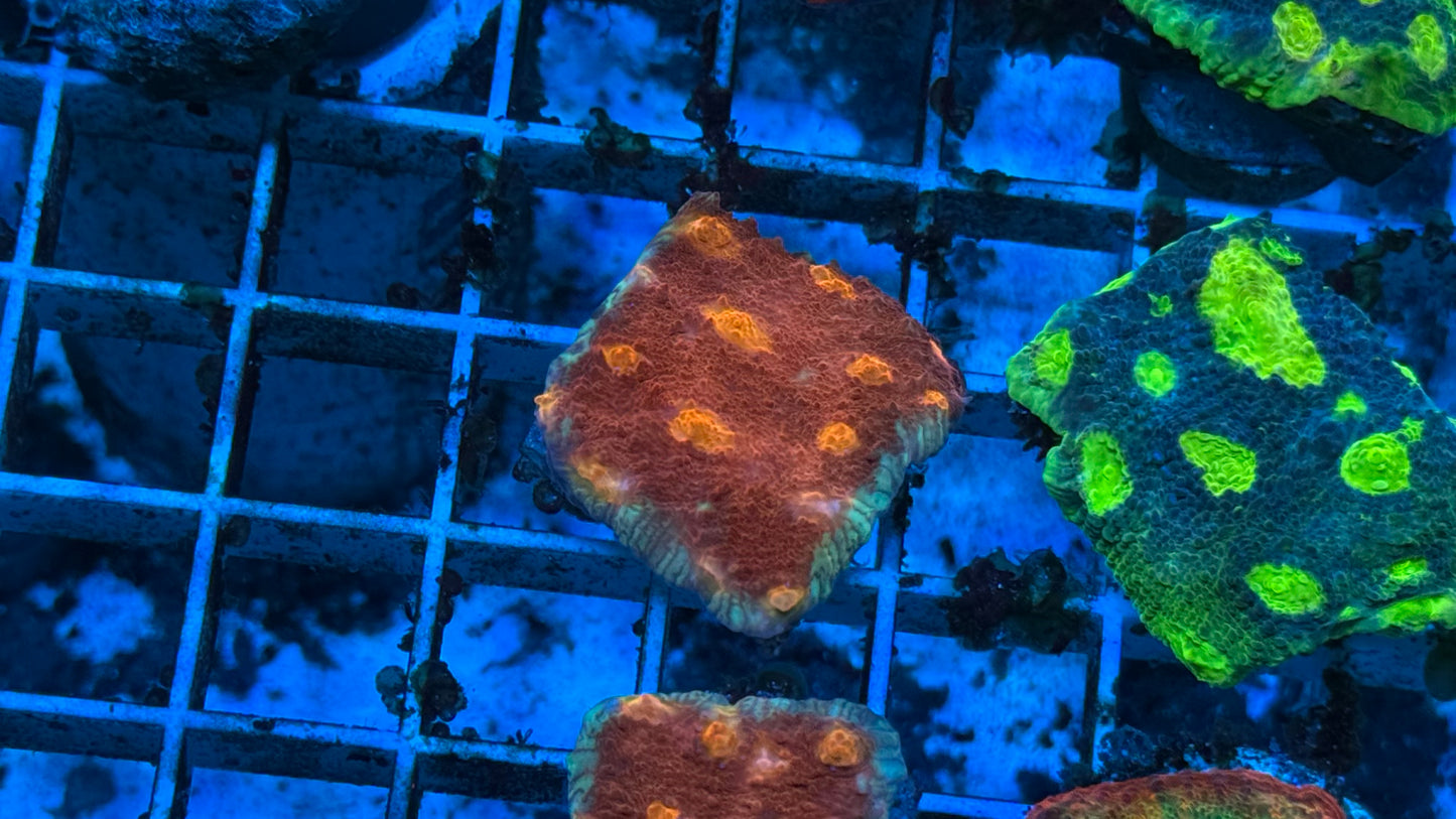 Kcorals Golden Eye Chalice