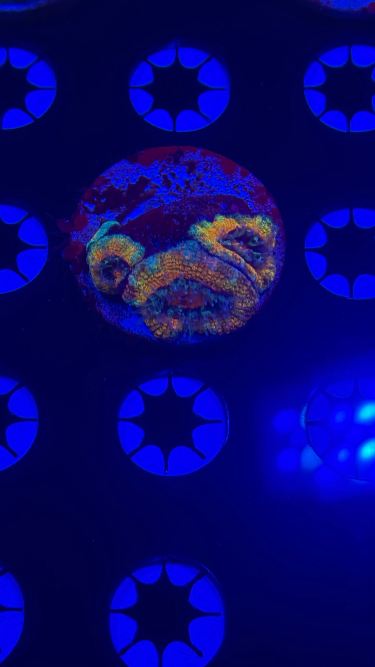 K’corals Ultimate Saiyan rainbow acan