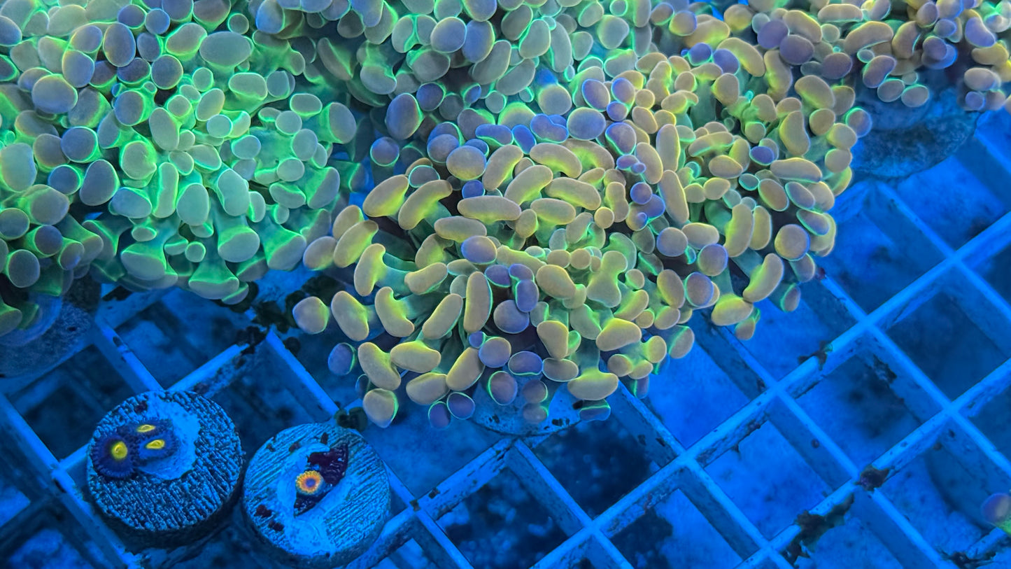 Kcorals Ultra Rainbow Hologram Aquacultured