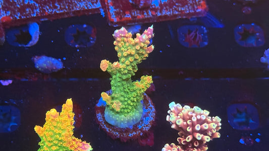 K'Corals Master Loom