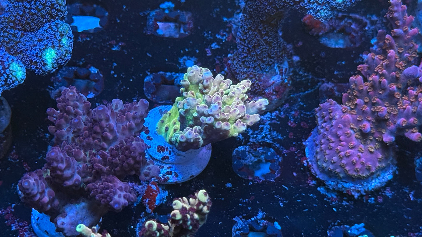 Kcorals Beauty & Beast ( New Release)