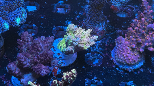 Kcorals Beauty & Beast ( New Release)