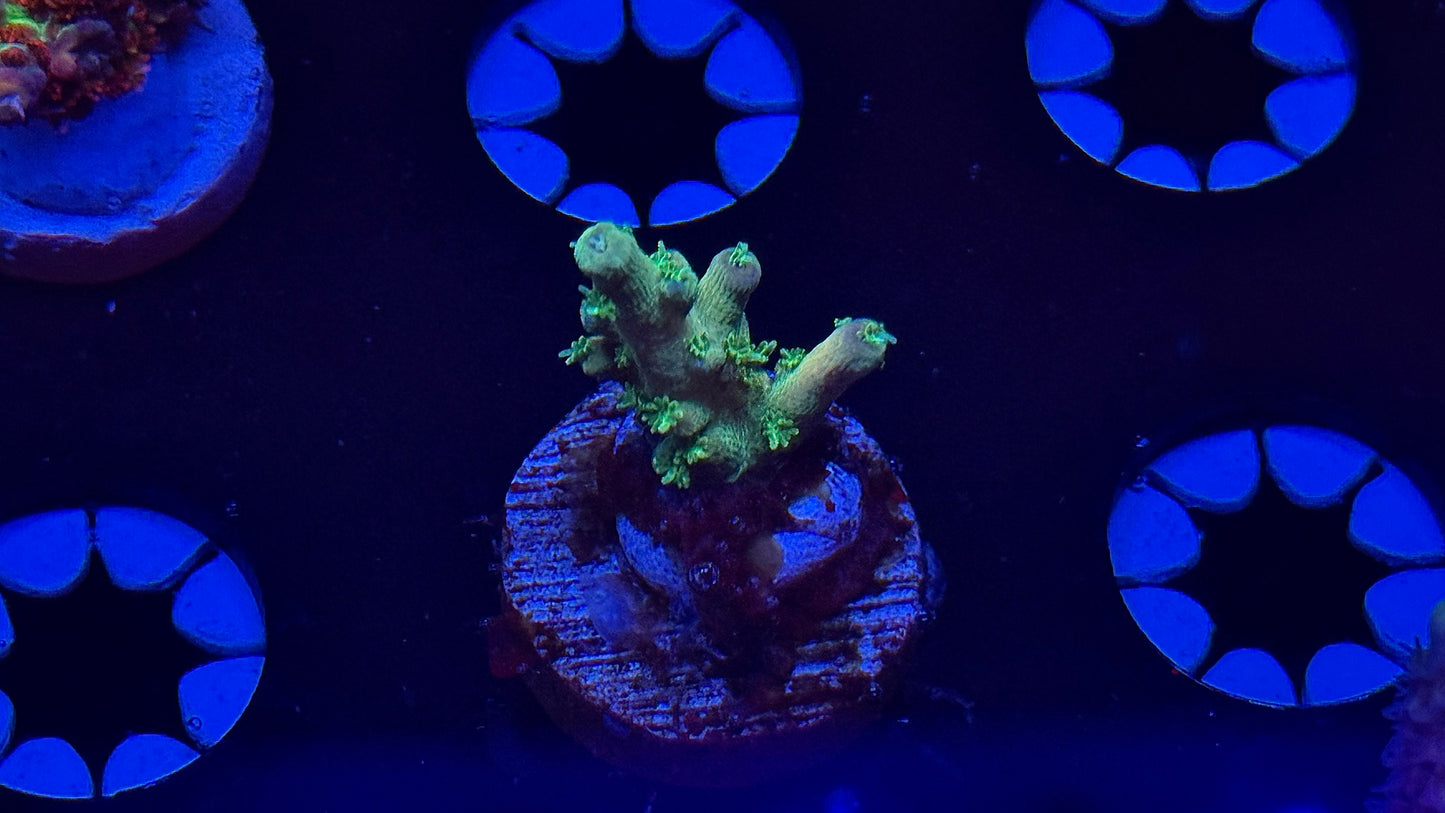 Tck Kaleidoscope