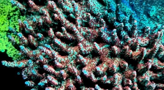 Cch “Little Red Riding Hood “ (cut to order)