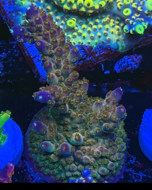 TGC Northern Crush (L)