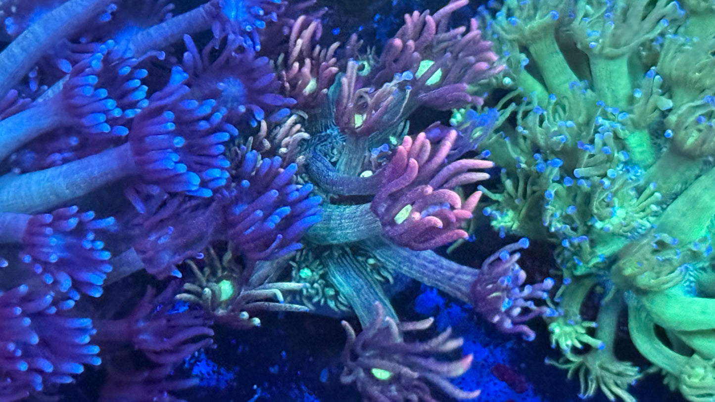 Kcorals Rainbow Blossum Goni