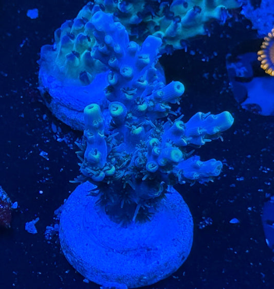 Kcorals Area 51