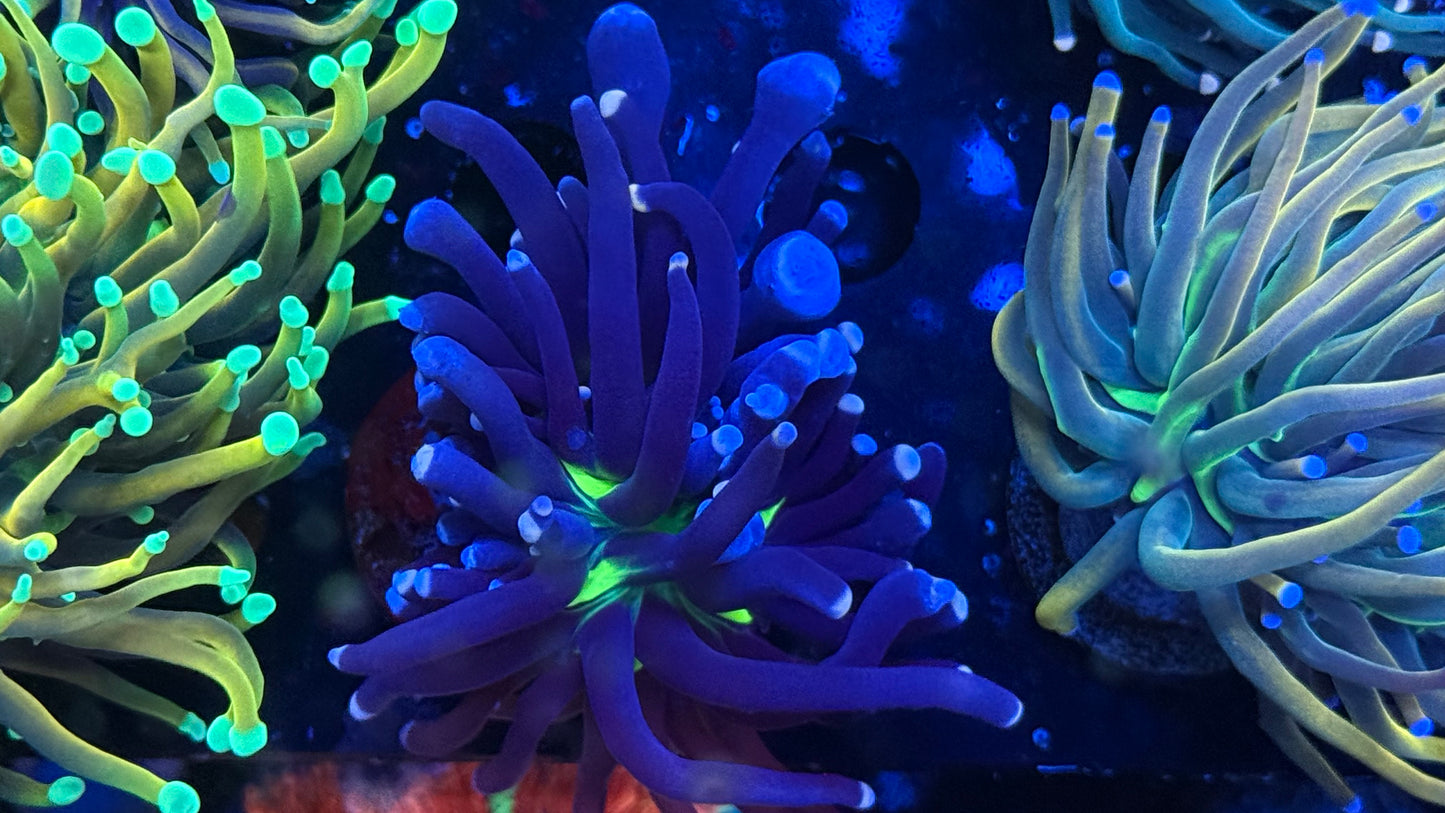 Joker Torch Aquaculture