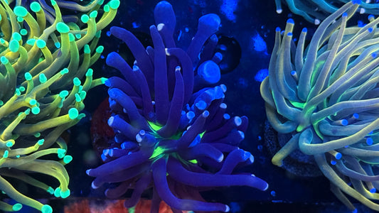 Joker Torch Aquaculture