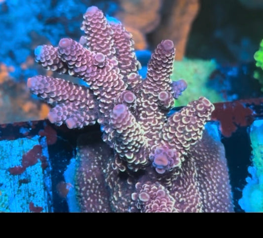 K’corals “MARK 7” (cut to order)