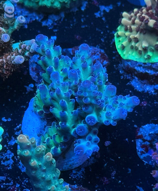 ORA Pearlberry