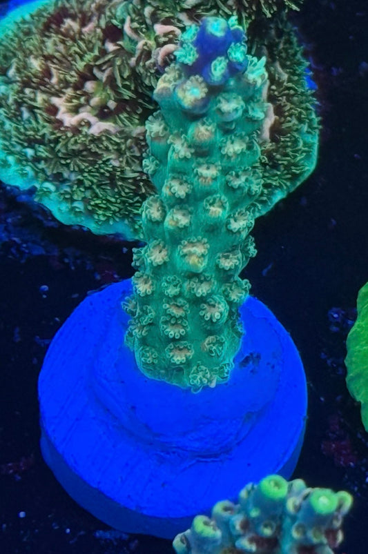 BC Bubble Bath Unicorn #2