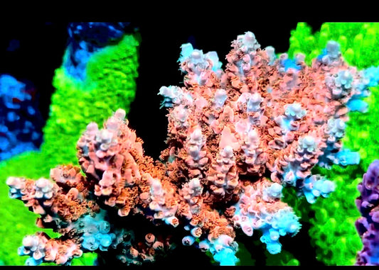 K’Corals “Crush” ( cut to order)