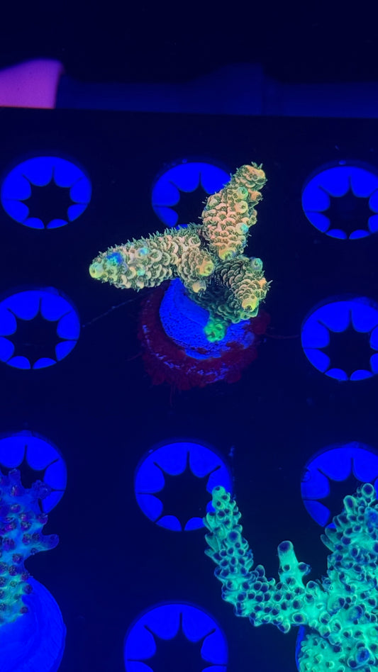 K’corals Winnie The Pooh milli (new release)