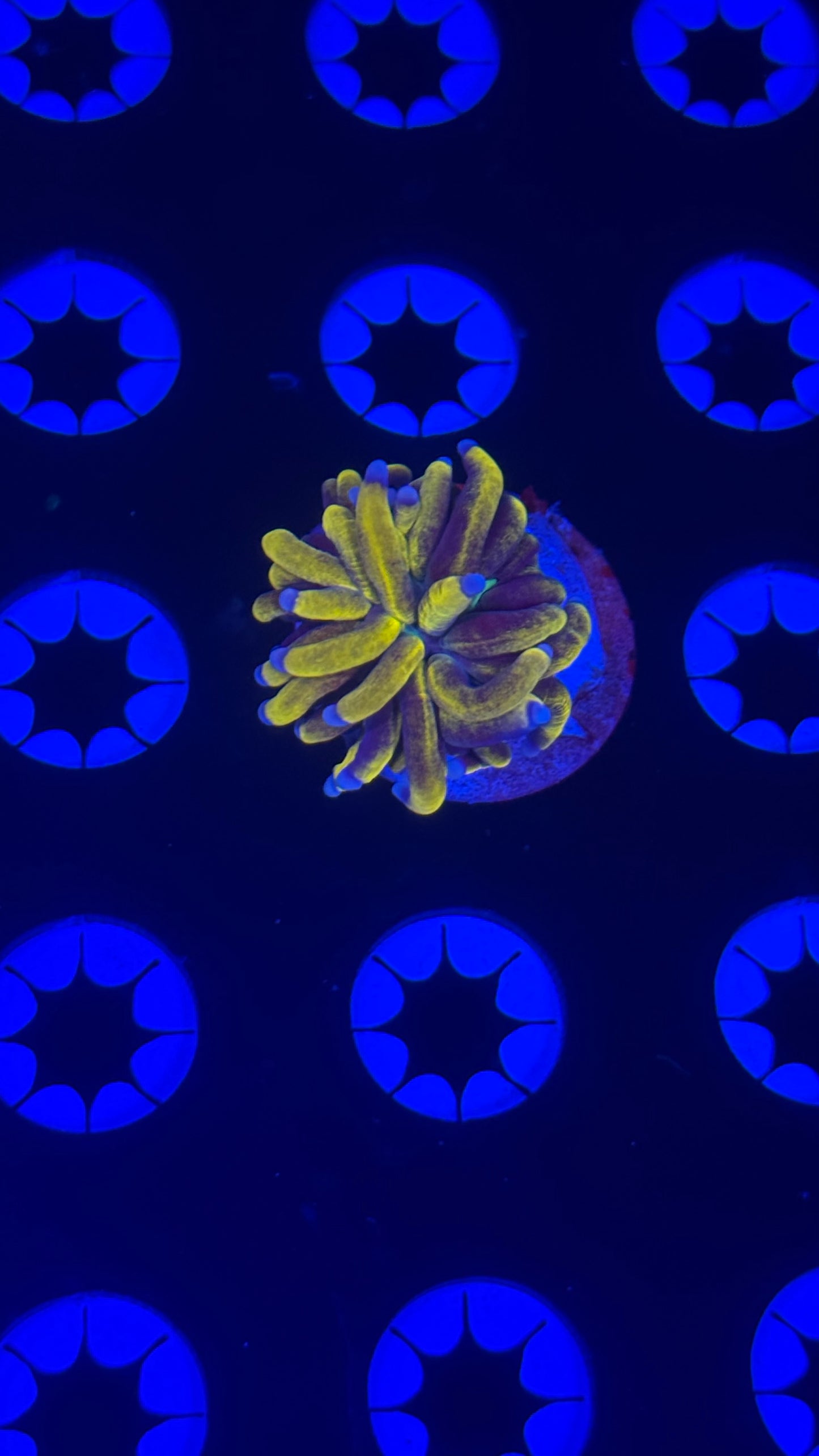 Banana Variant (Small)