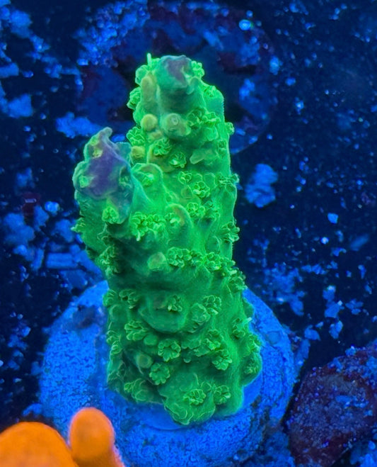 Paletta Pink Tip