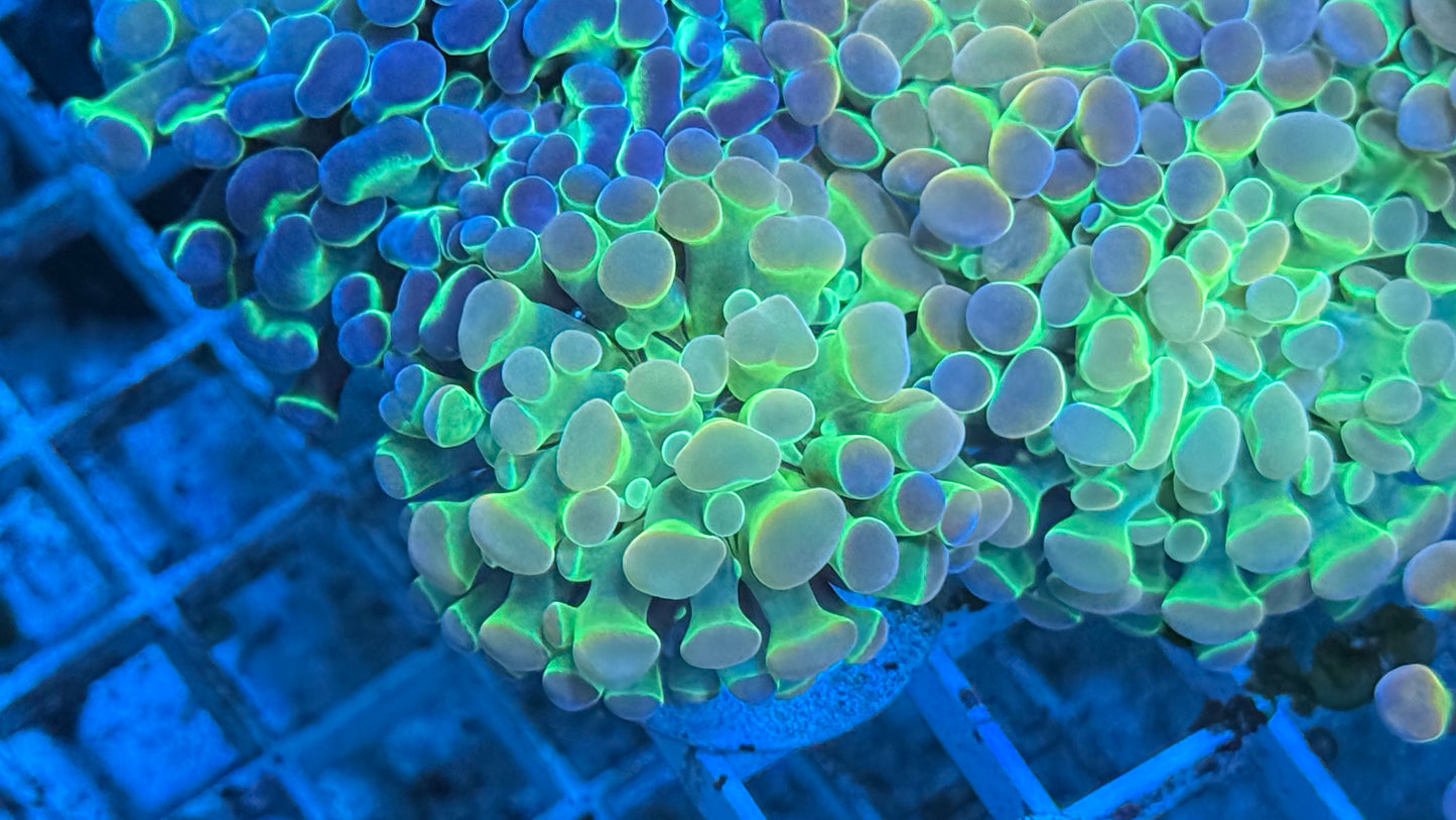 Pink Tip Hologram Aquacultured