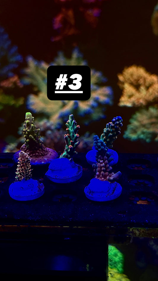 Acro pack #3