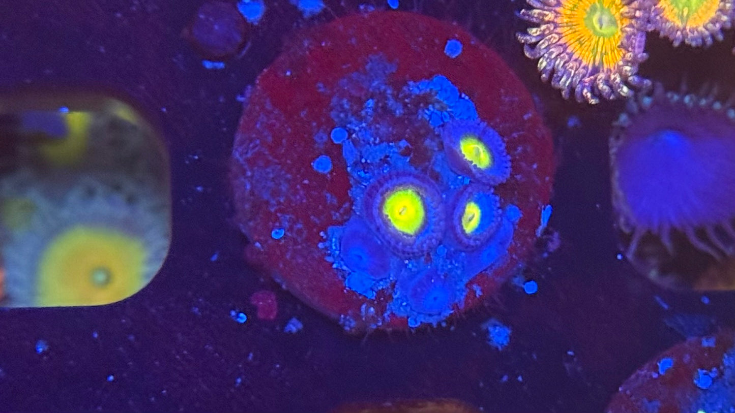 Aoi Zoa