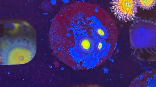 Aoi Zoa
