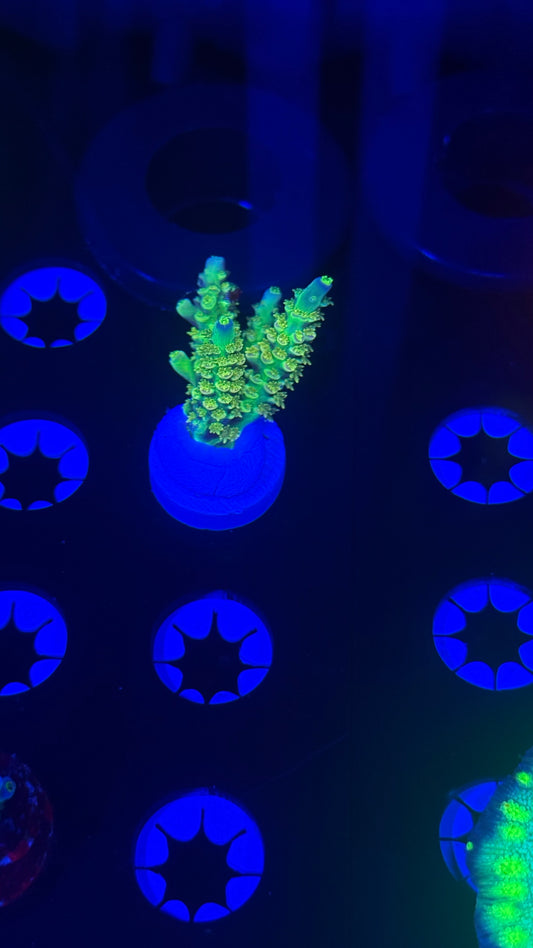 Big R Walt Disney chunky