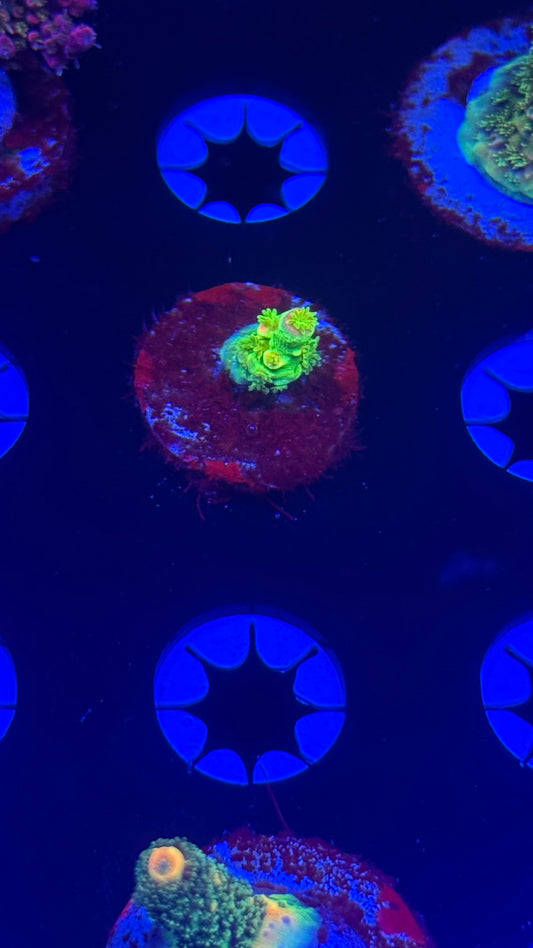 JF Homewrecker (tiny)