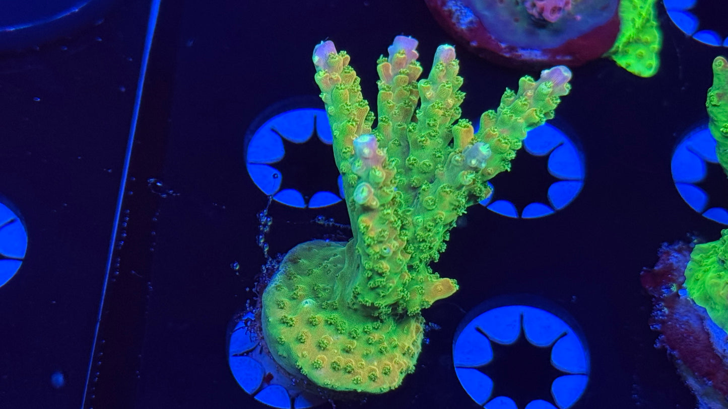 K’corals Master loom