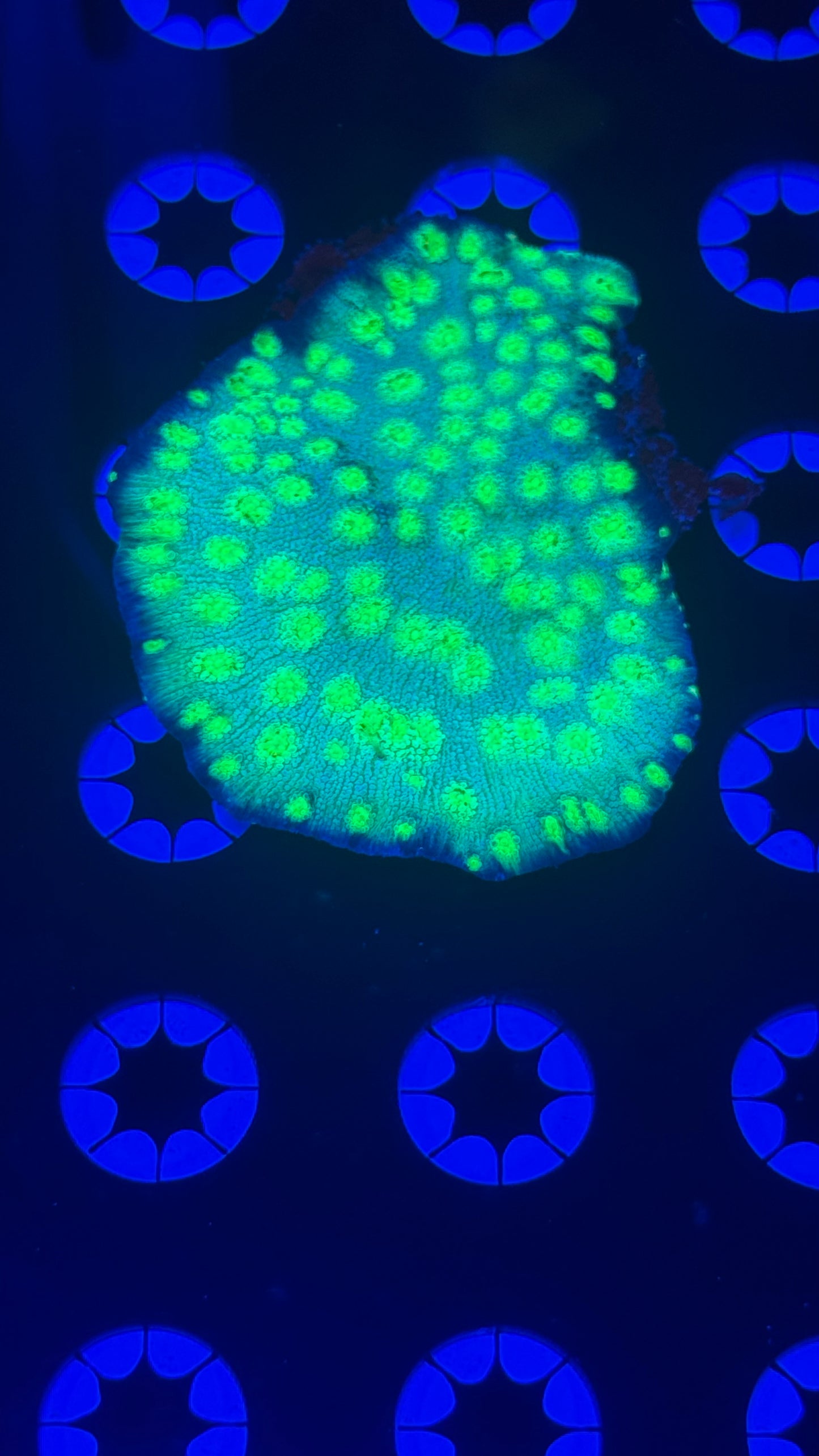 Hollywood stunner chalice