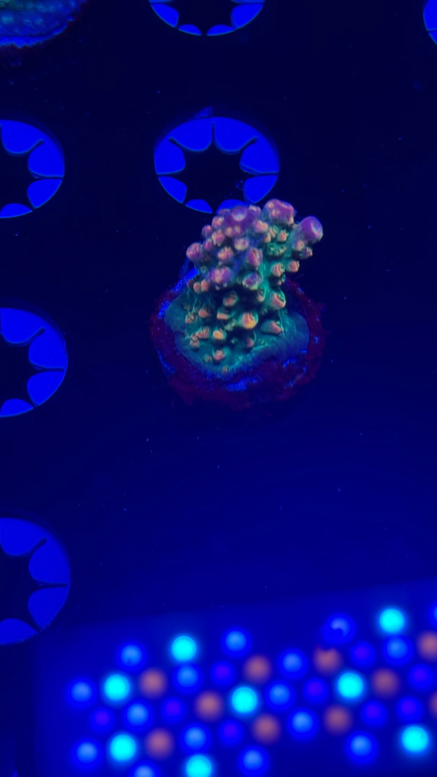 Bc Bubble Bath Unicorn