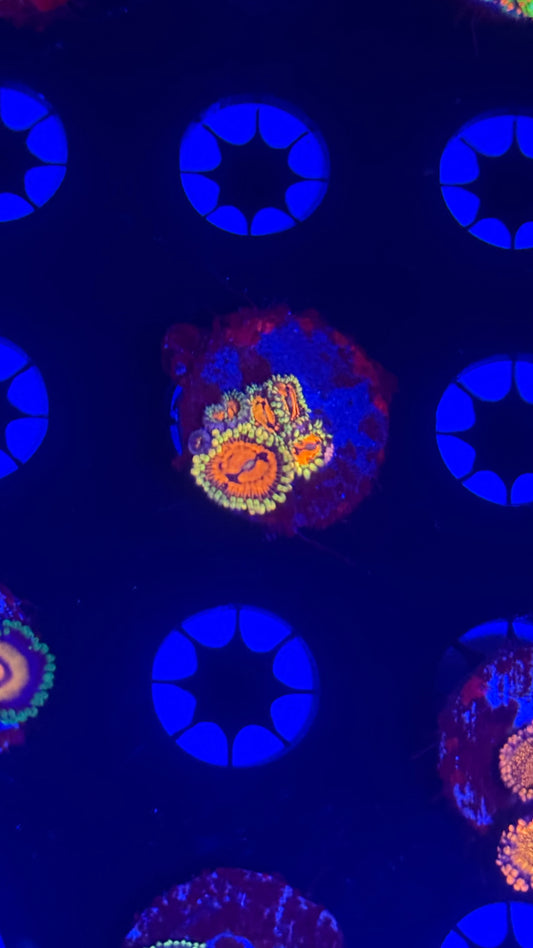 Reverse Hallucinations