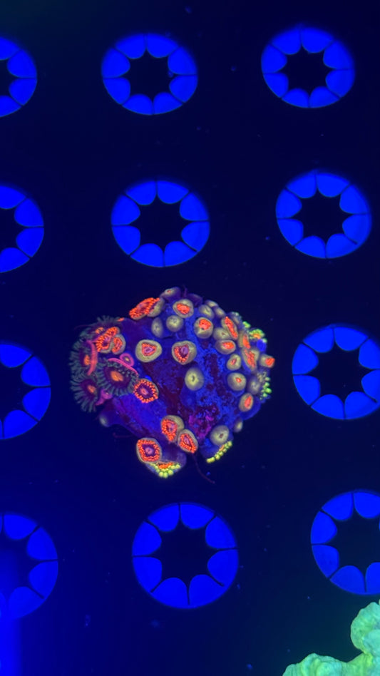 Mixed zoa plug