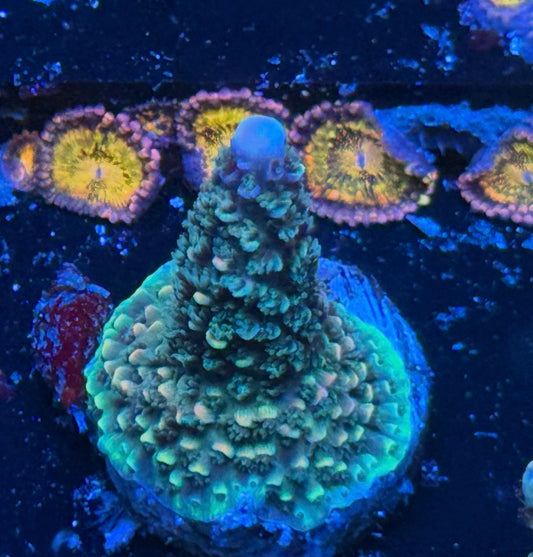 Hugos Rainbow Stag