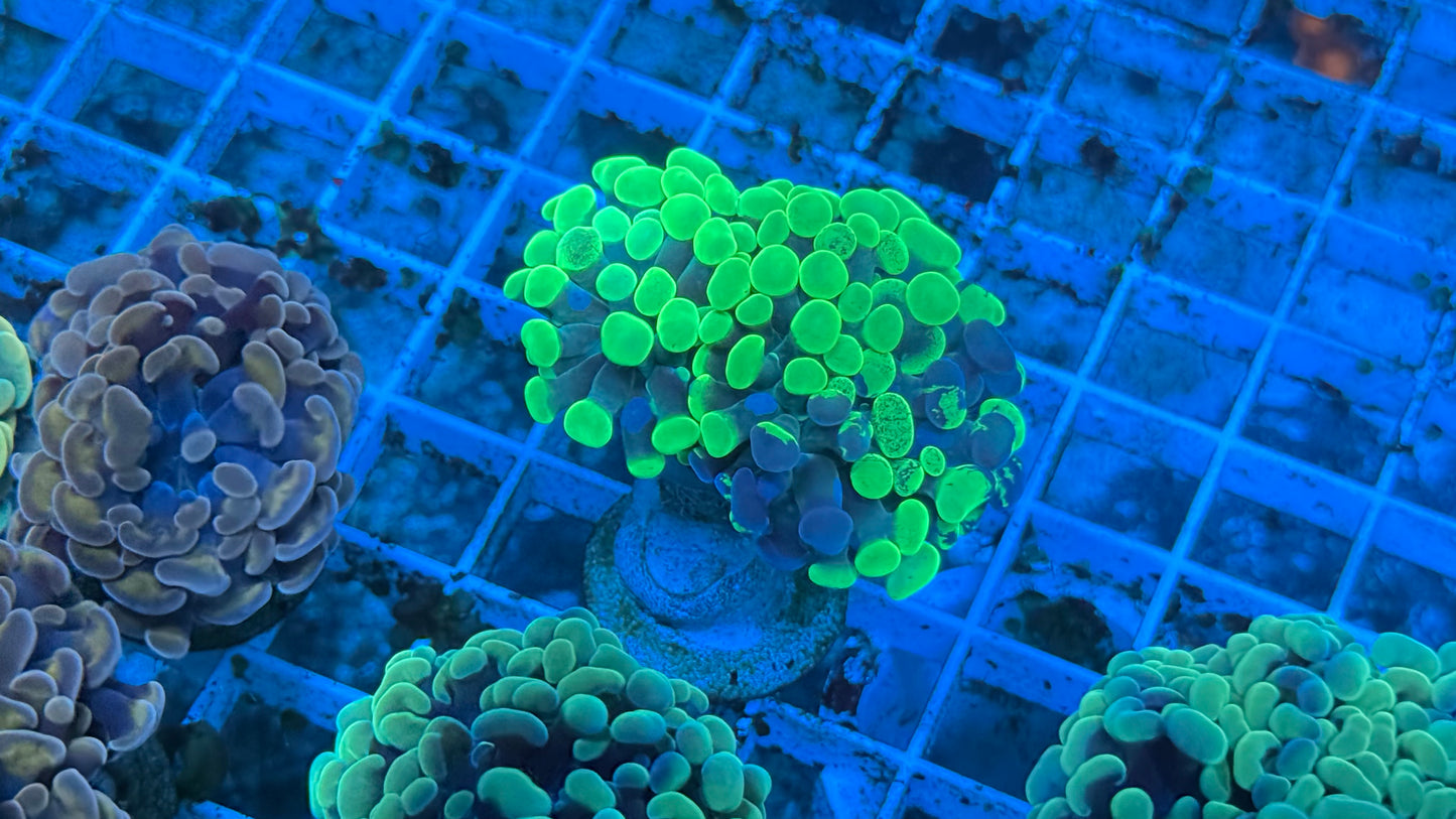Toxic Splatter Aquacultured