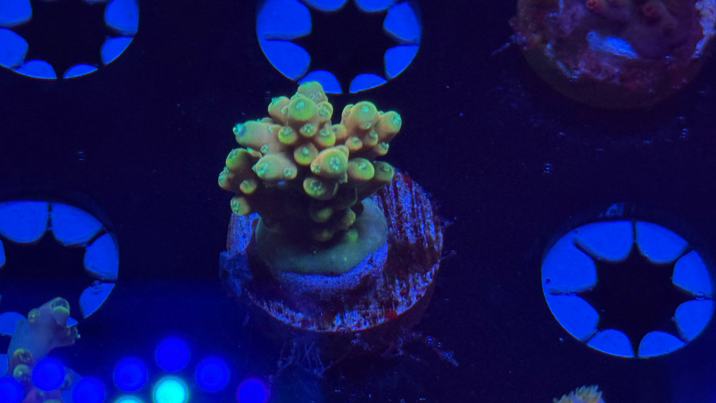 K’corals Sungod