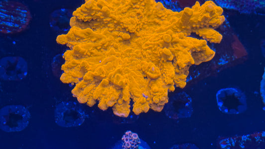 Orange Setosa  3" diameter