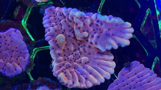 CB Flaming Phoenix