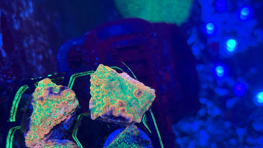 RRC Tropic Thunder  Frag