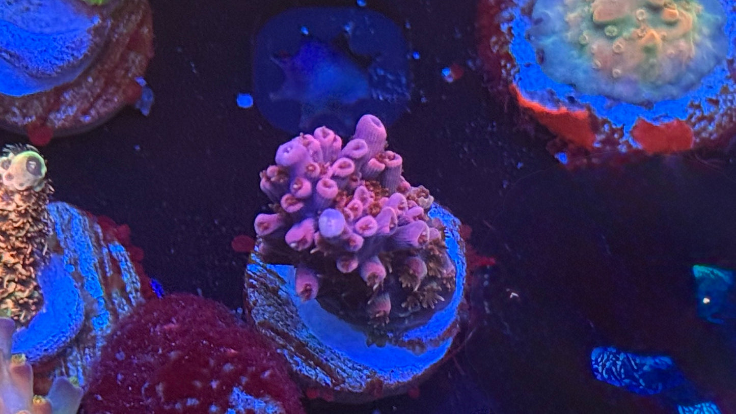 WWC Pink Passion