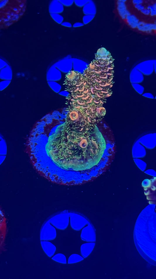 Jf High octane millipora