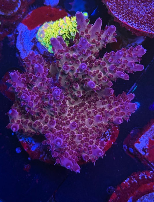 K’Corals Prometheus (Cut To Order)