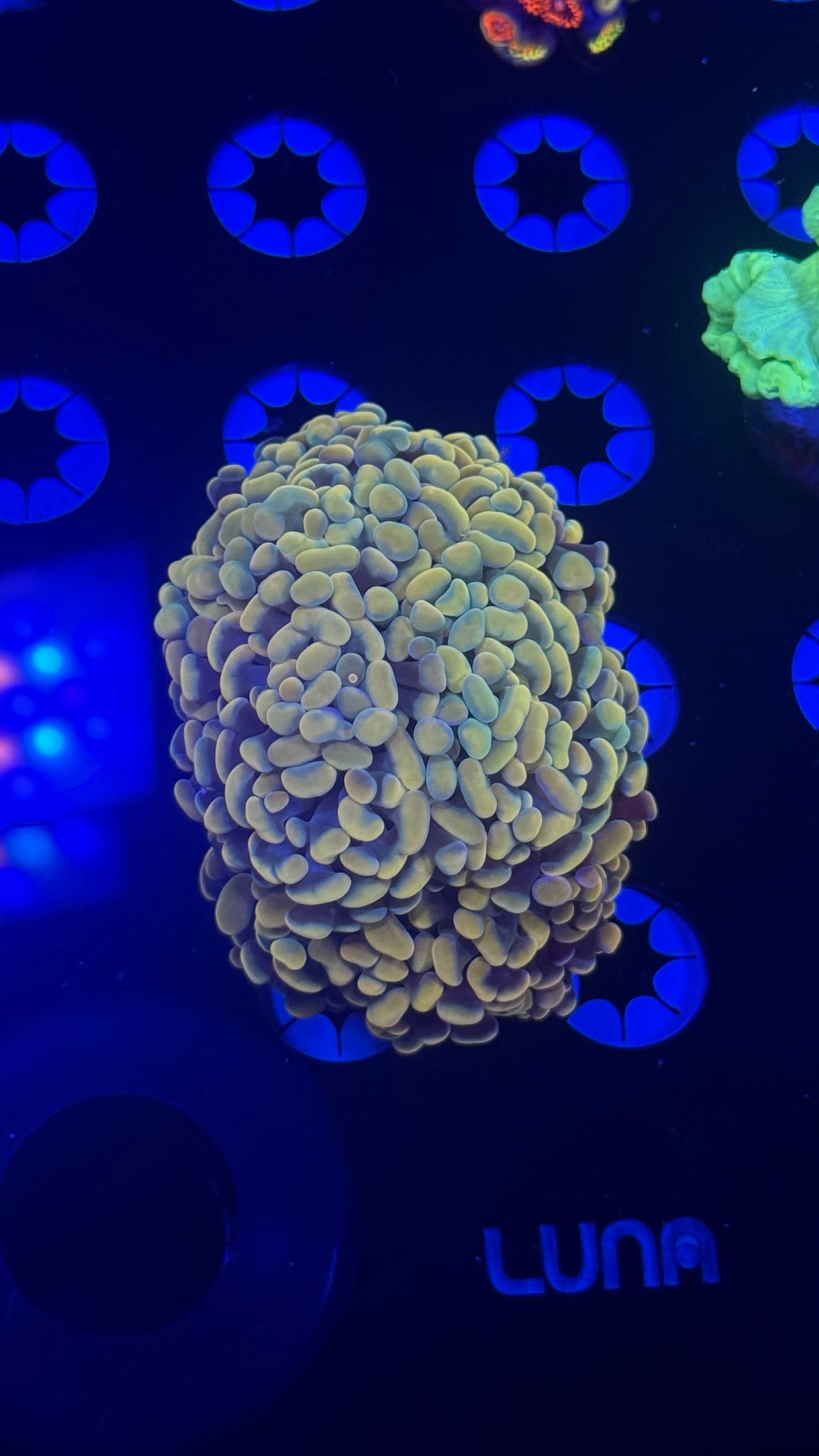 Golden hammer multi head