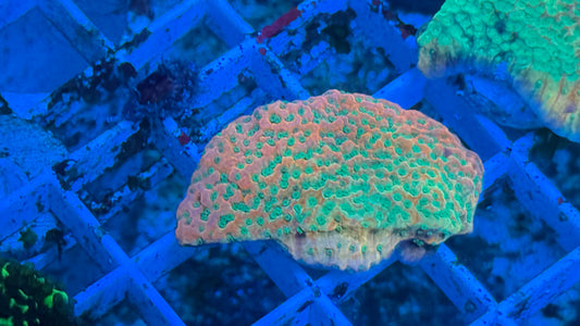 RRC Tropic Thunder Monti