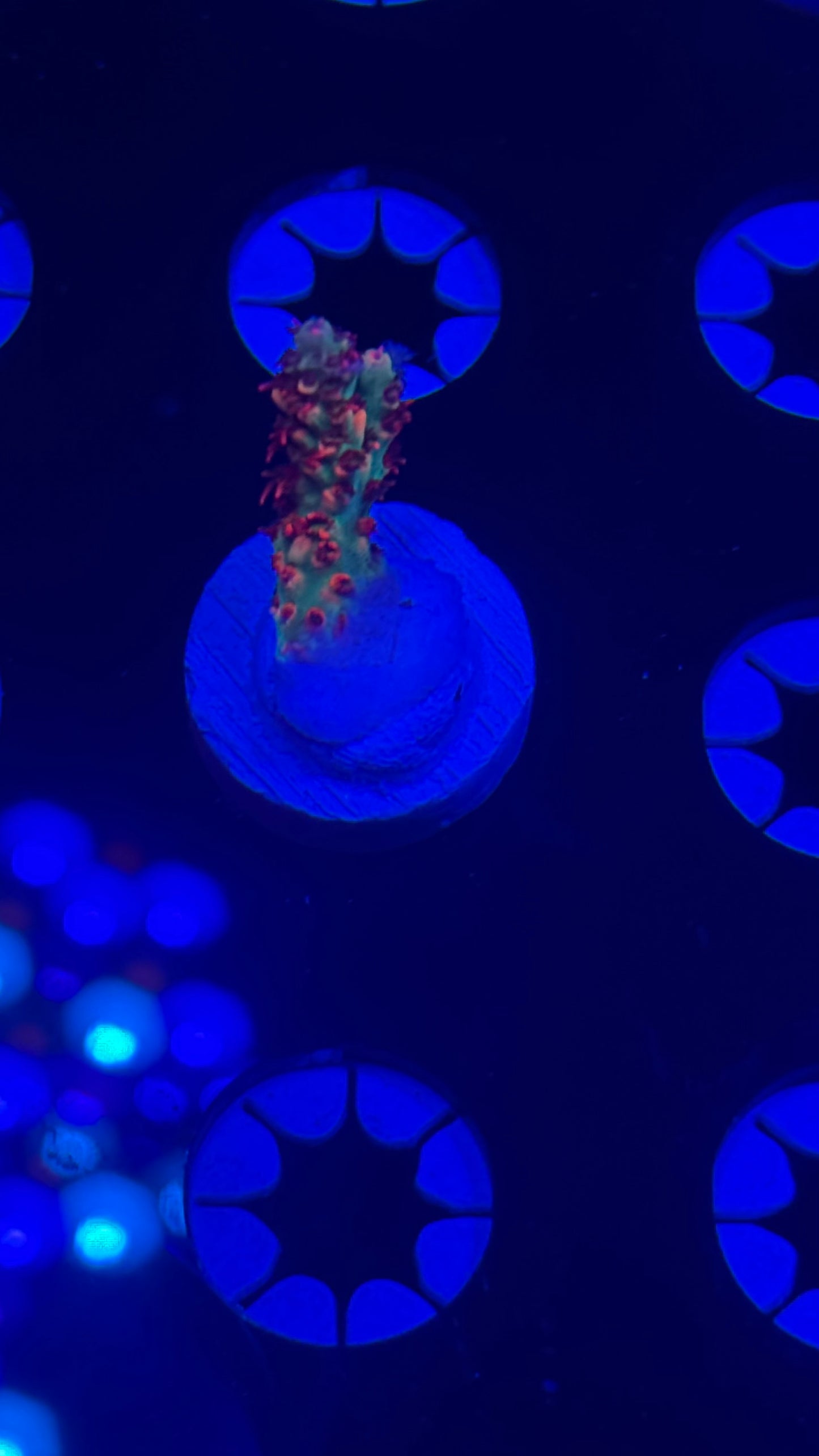 Cch little red riding hood