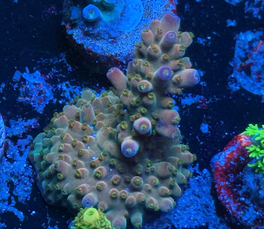 TGC Northern Lights