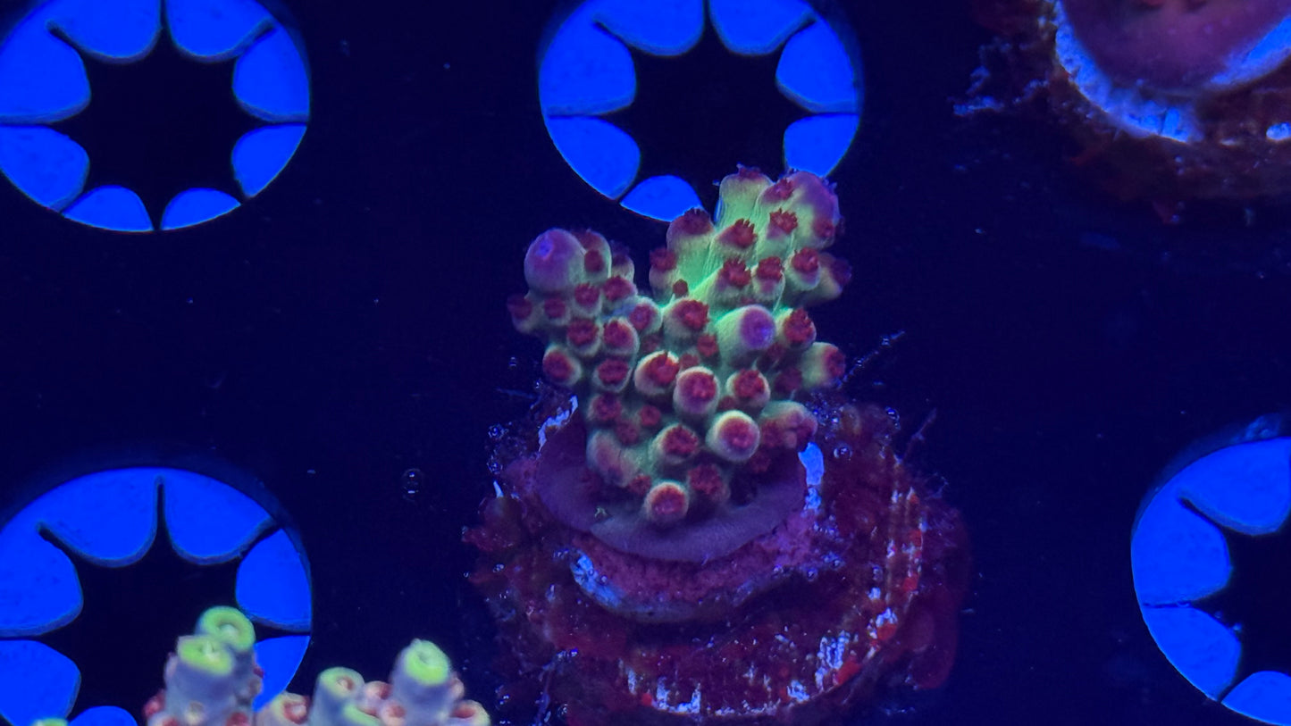 K’corals Flashlightning