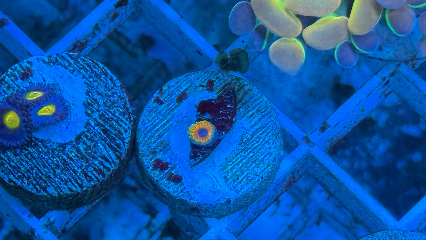 Great Owls zoa